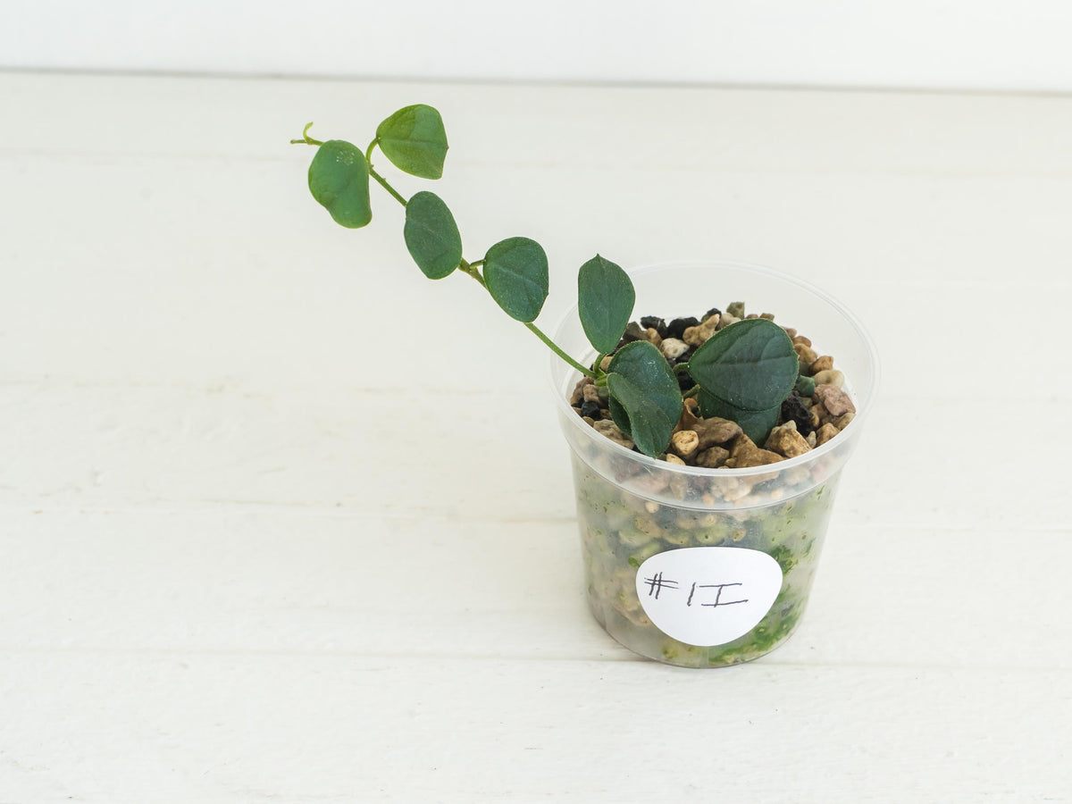 Hoya obcordata (aka nummularia) | 2-Inch