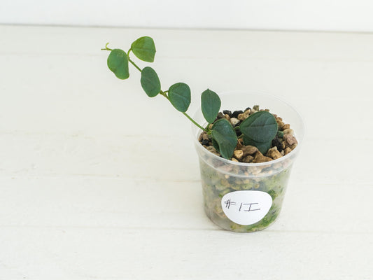 Hoya obcordata (aka nummularia) | 2-Inch