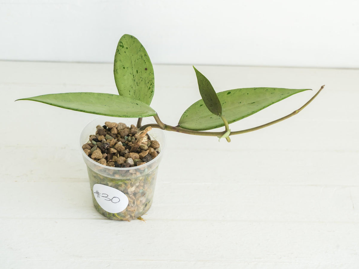 Hoya 'Snow Cui' (Silver) | 2-Inch