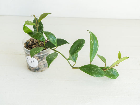 Hoya 'Rebecca' (Splash) | 2-Inch