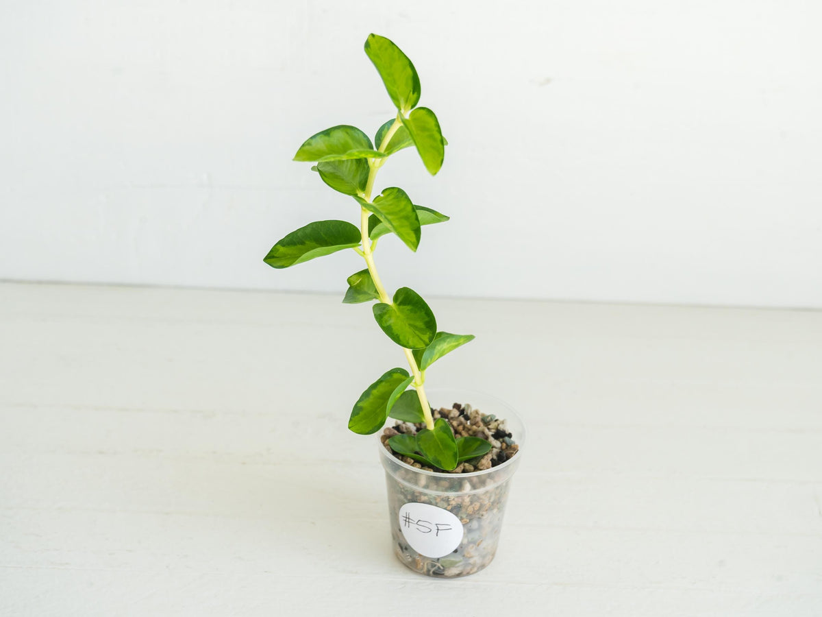 Hoya cumingiana (Inner Variegated) | 2-Inch