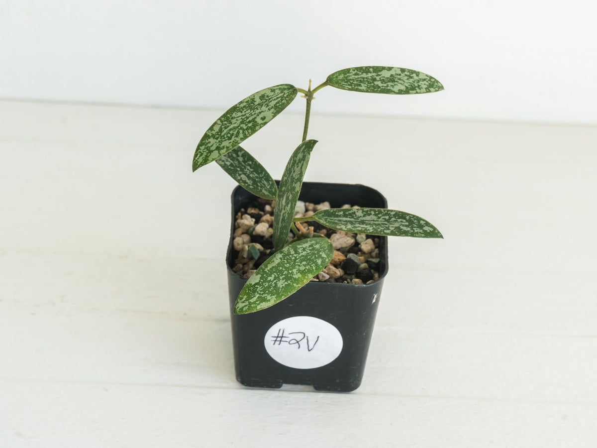 Hoya sigillatis 'Round Leaf' aka sigillatis (Silver) AH001 aka Borneo | 2-Inch