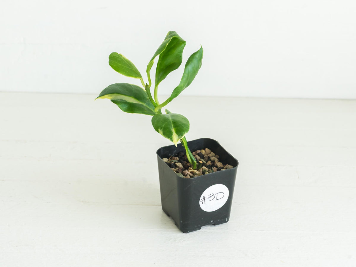 Hoya obscura (Albo | Outer Variegated) | 2-Inch