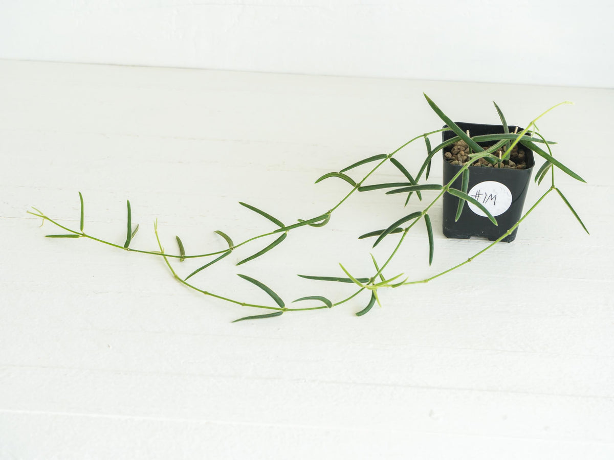 Hoya linearis | 2-Inch