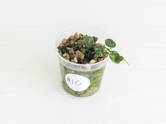 Hoya serpens (Splash) | 2-Inch