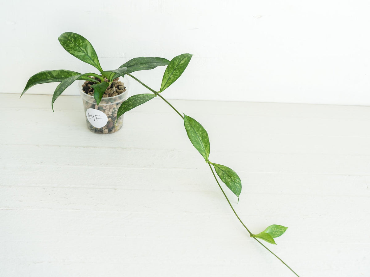 Hoya crassipetiolata (Splash) | 2-Inch