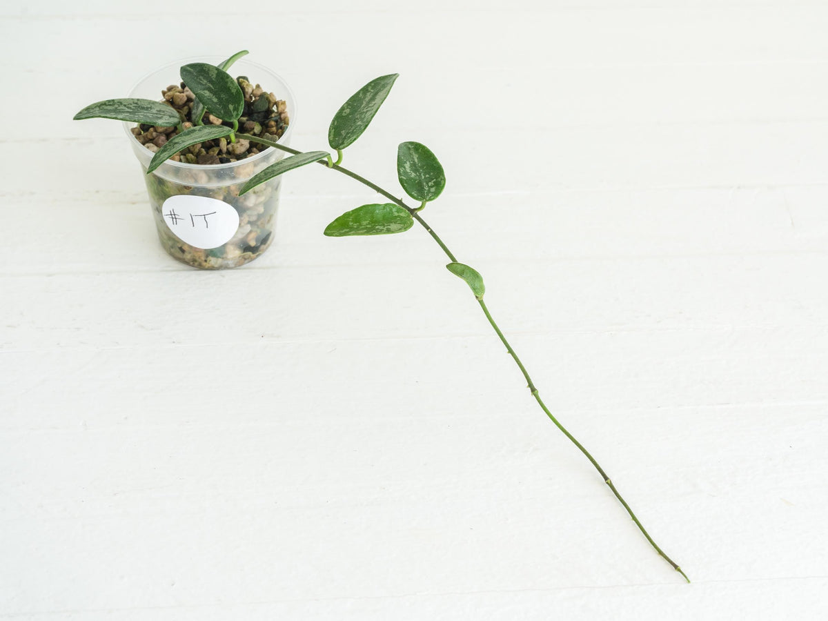 Hoya lima (Splash) | 2-Inch