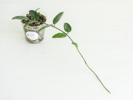 Hoya lima (Splash) | 2-Inch