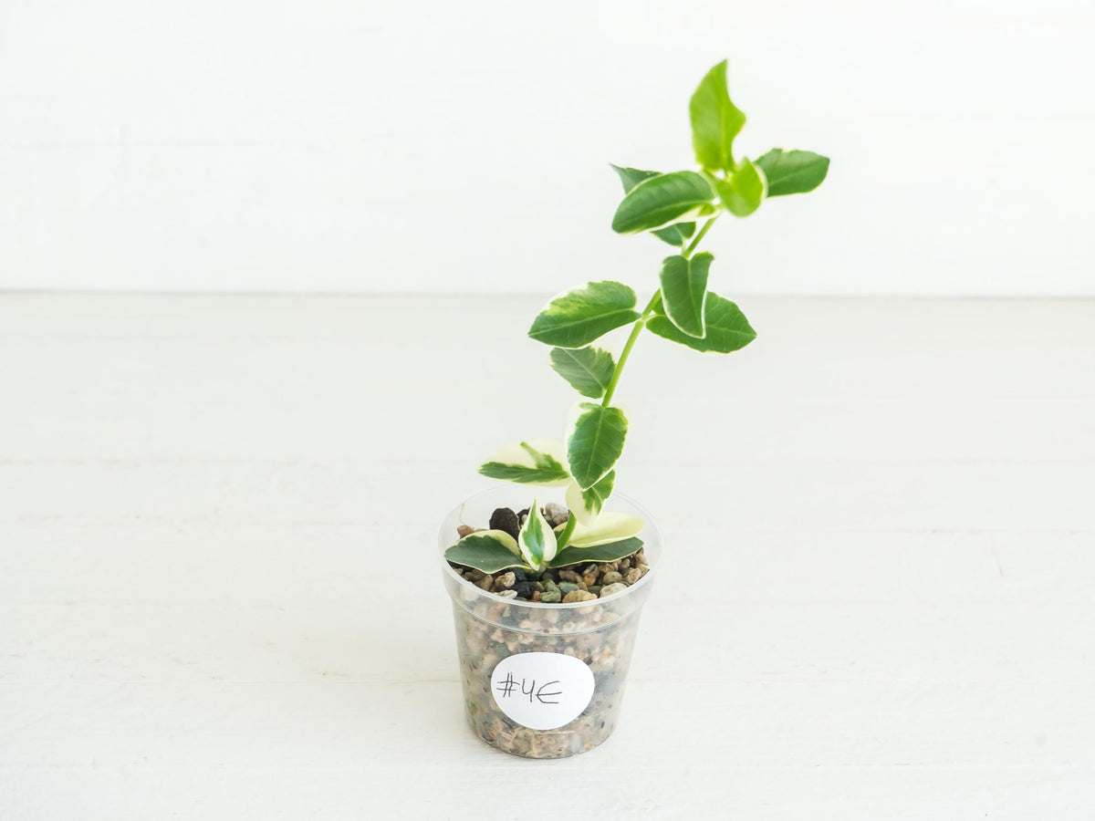 Hoya cumingiana (Albo | Outer Variegated) | 2-Inch