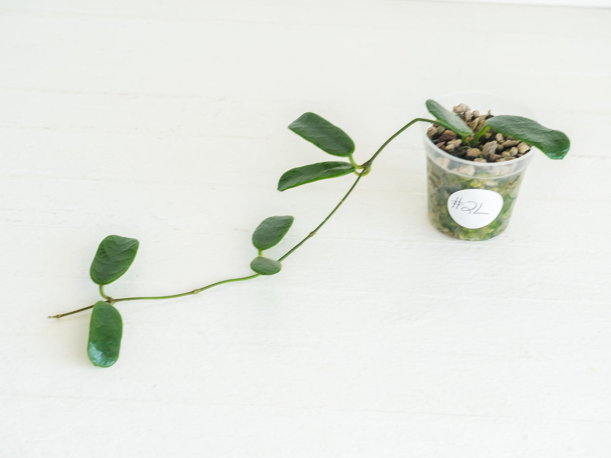 Hoya rotundiflora | 2-Inch