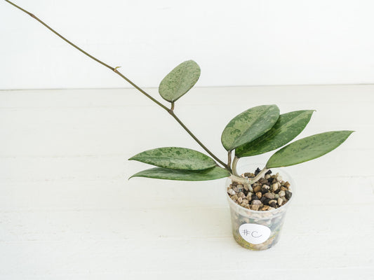 Hoya verticillata (Pemalang Silver) | 2-Inch
