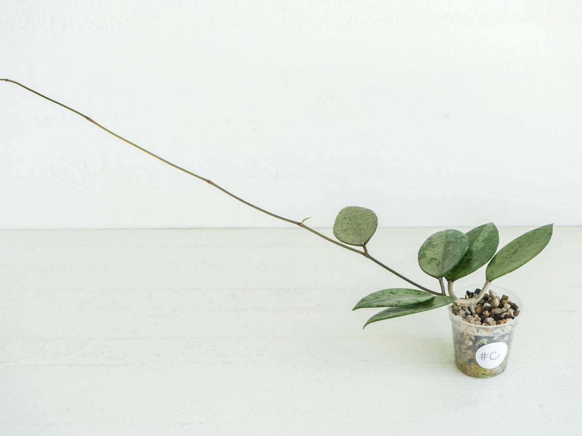 Hoya verticillata (Pemalang Silver) | 2-Inch
