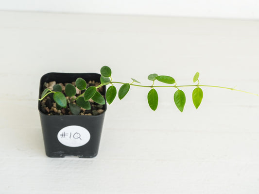 Hoya pulleana (IM-02) | 2-Inch