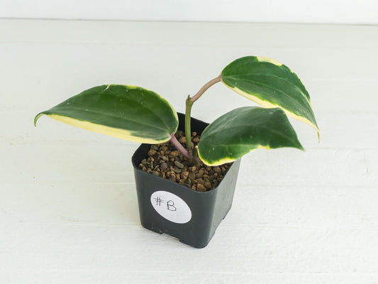 Hoya latifolia (Round Leaf, Albo) | 2-Inch