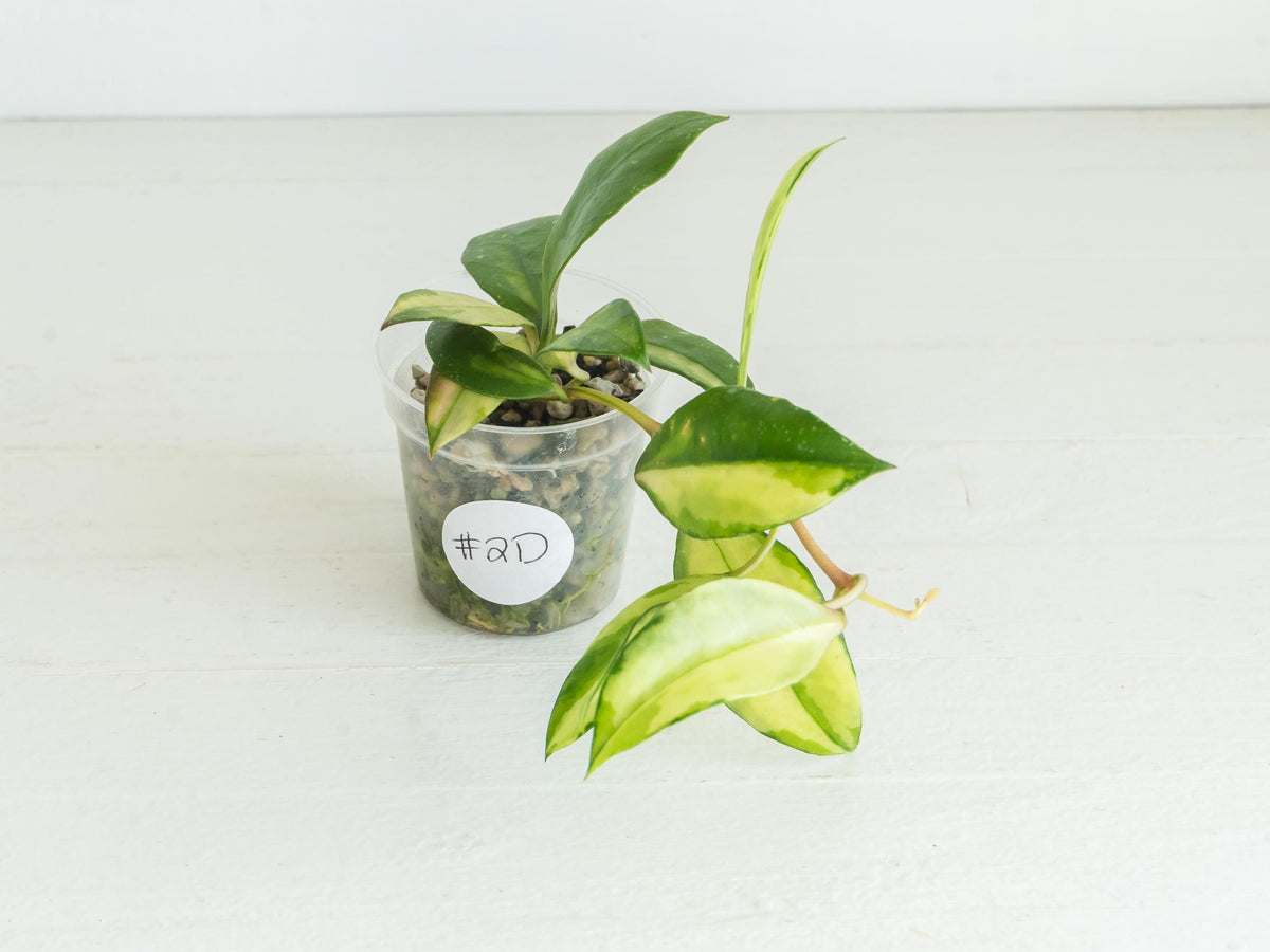 Hoya walliniana (Inner Variegated) | 2-Inch