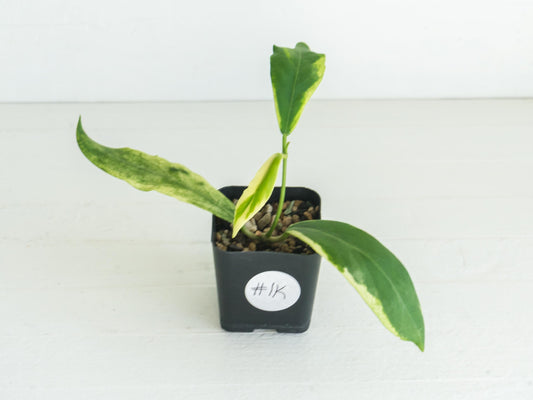 Hoya pimenteliana (Albo / Outer Variegated) | 2-Inch