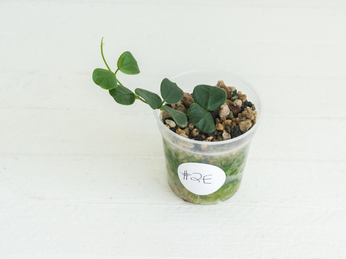 Hoya obcordata (aka nummularia) | 2-Inch