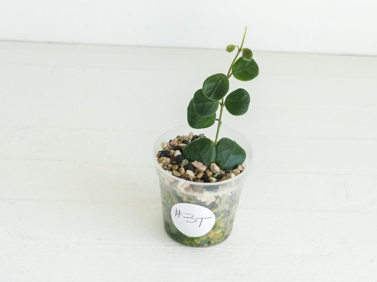 Hoya obcordata (aka nummularia) | 2-Inch