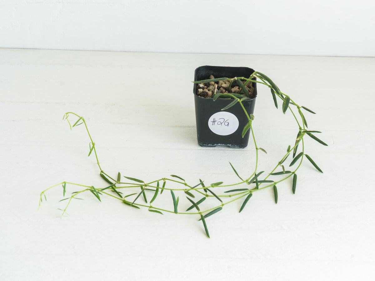 Hoya linearis | 2-Inch