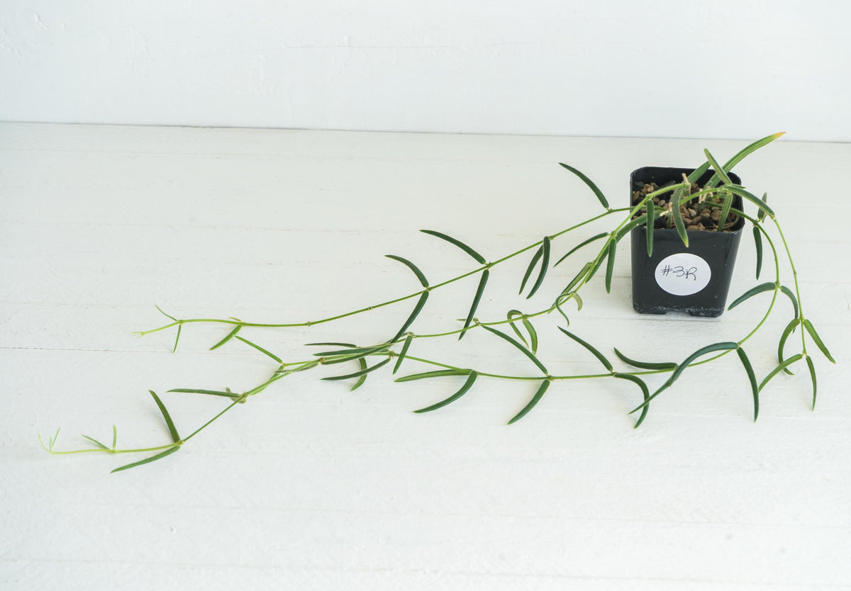 Hoya linearis | 2-Inch