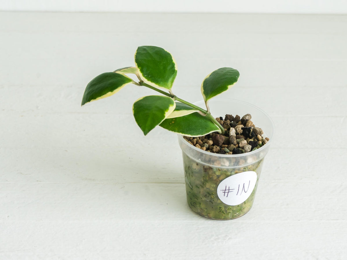 Hoya incurvula (Albomarginata / Outer Variegated) aka Hoya palta | 2-Inch