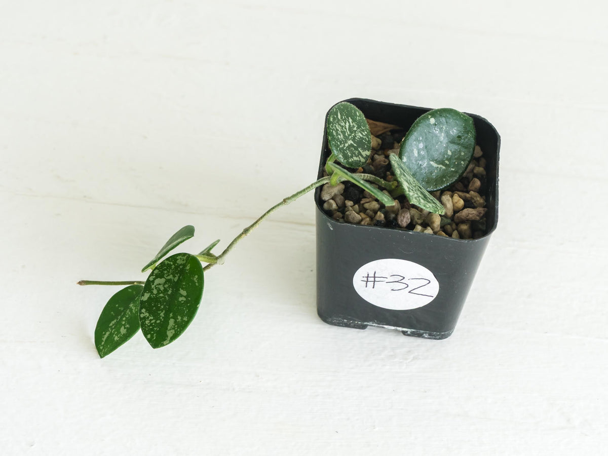 Hoya 'Mathilde' (Splash) | 2-Inch