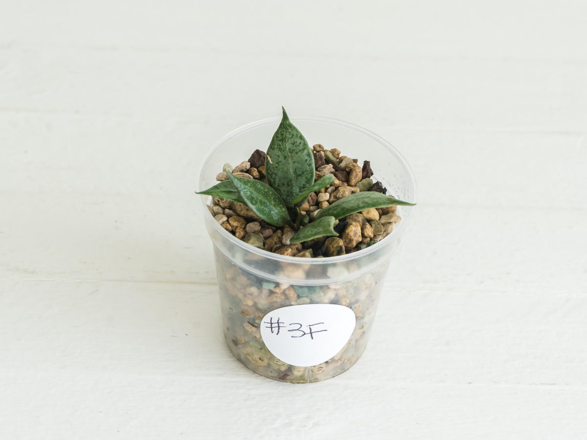 Hoya lacunosa 'White Pearl' | 2-Inch