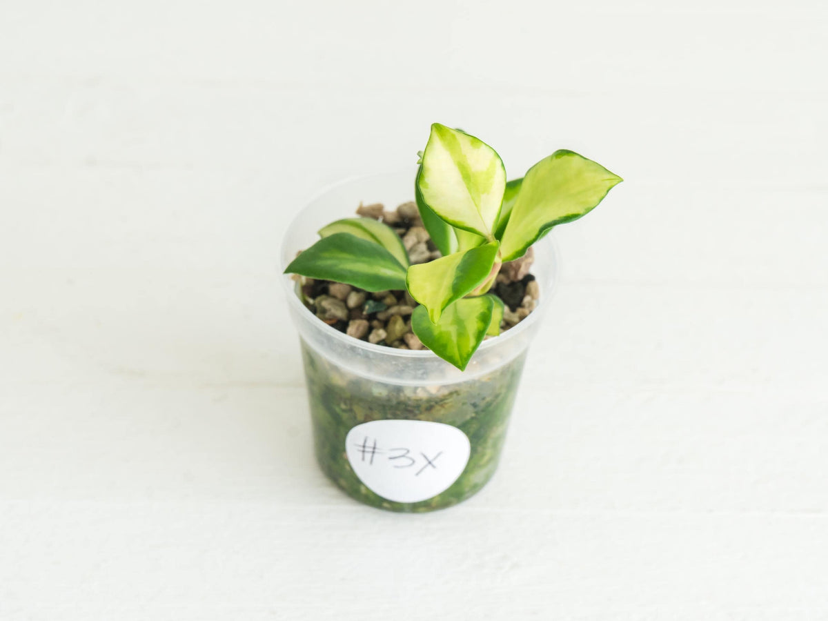 Hoya heuschkeliana (Inner Variegated) | 2-Inch