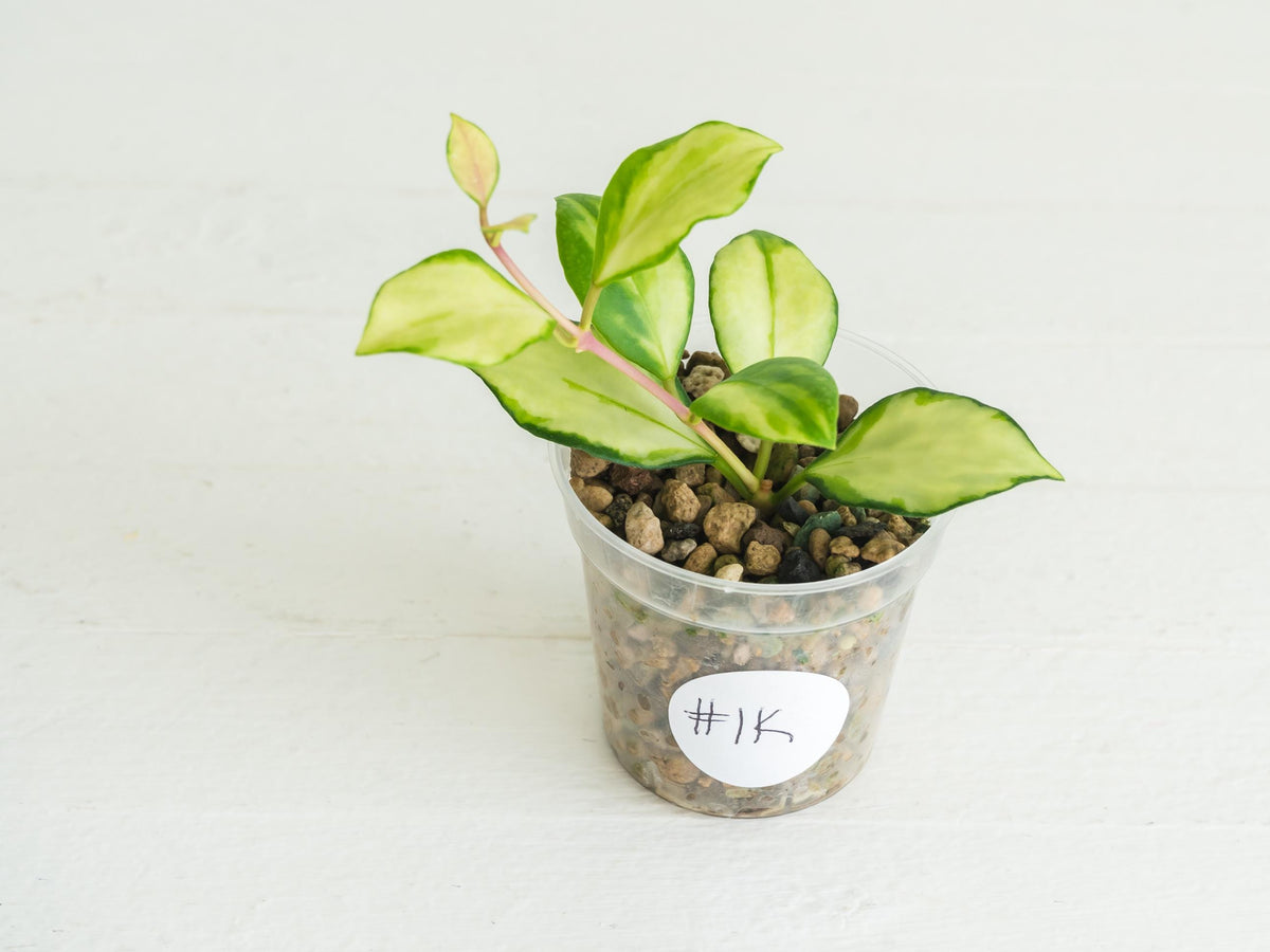 Hoya heuschkeliana (Inner Variegated) | 2-Inch