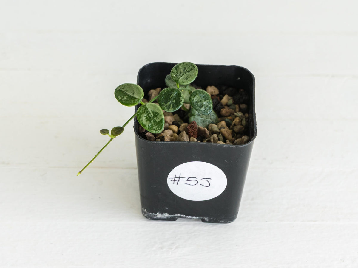 Hoya serpens (Splash) | 2-Inch