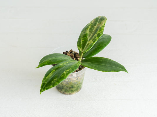 Hoya 'Pink Mojito' RHM 2387 (Swiffers Dream x unk) | 2-Inch