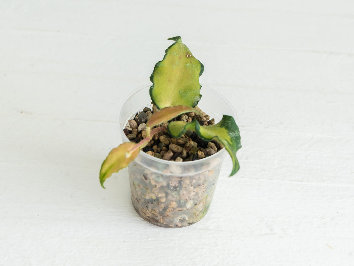 Hoya Caudata (Inner Variegated) | Exact Plant Shown | Rooted in 2-Inch Pot