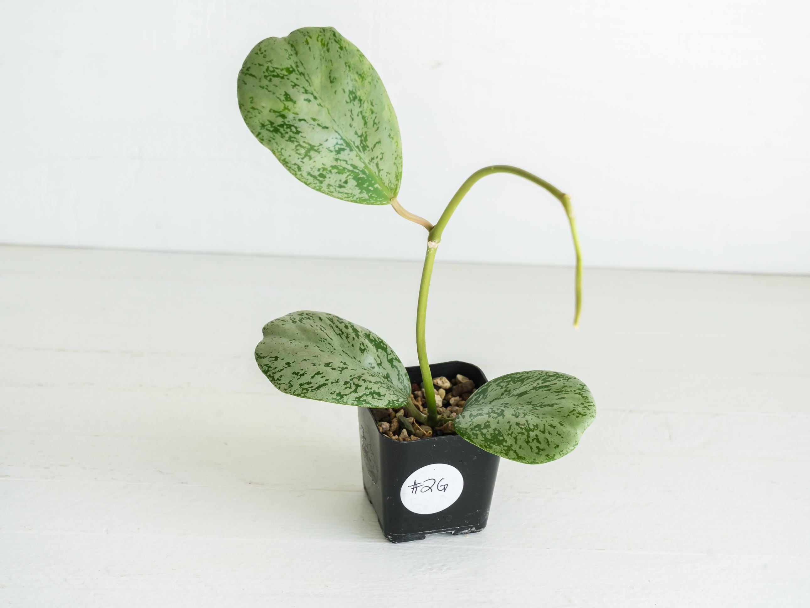 Hoya chiang dao (Silver) Rooted Cutting | Hoya Treasures