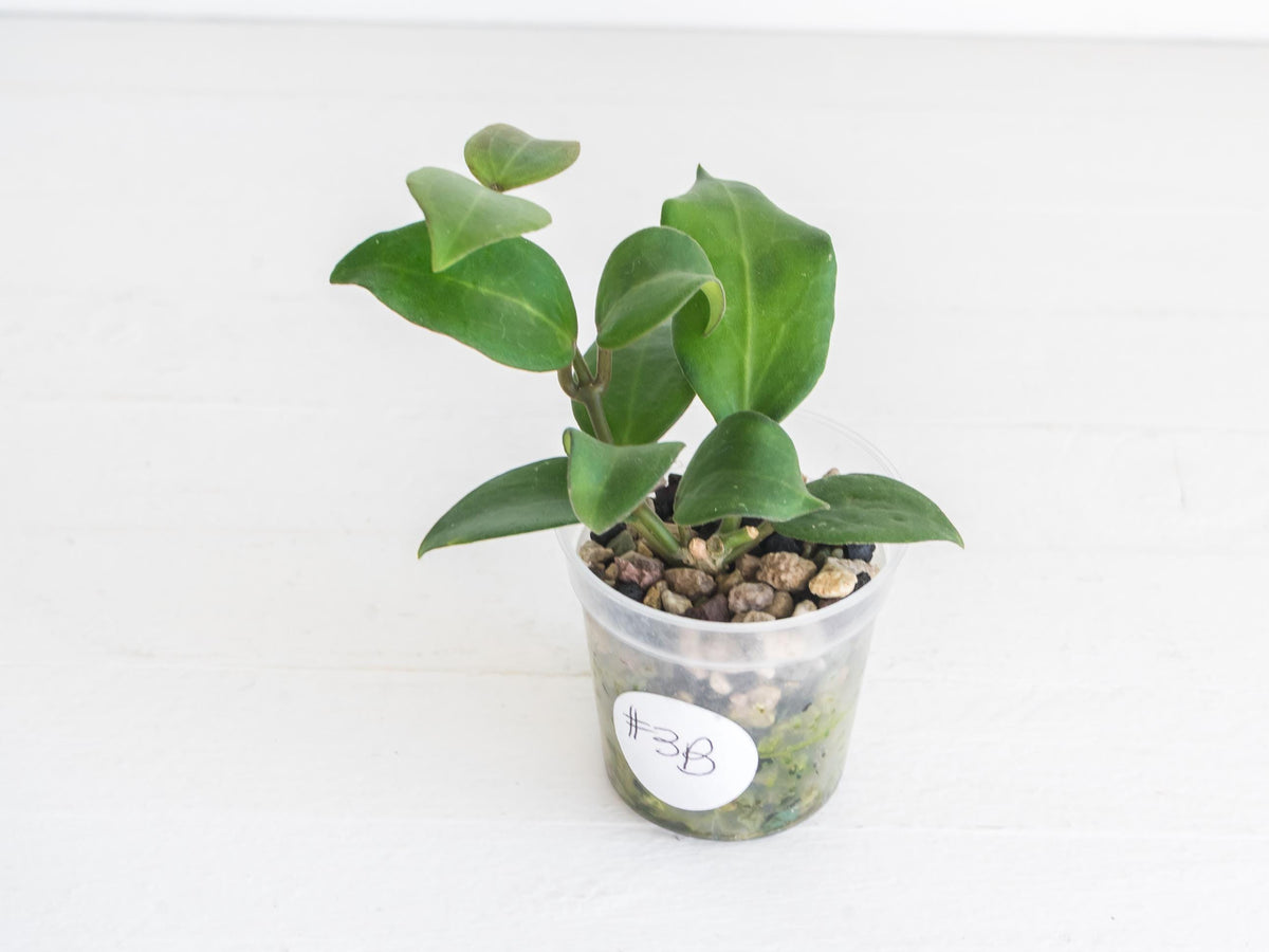 Hoya ‘Aramelon’ (UPT012) | 2-Inch