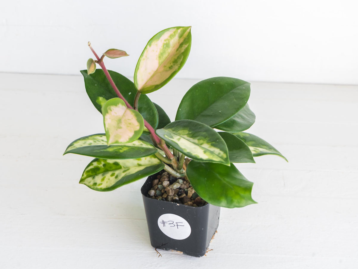 Hoya carnosa 'Madara Green Edge' | 2-Inch