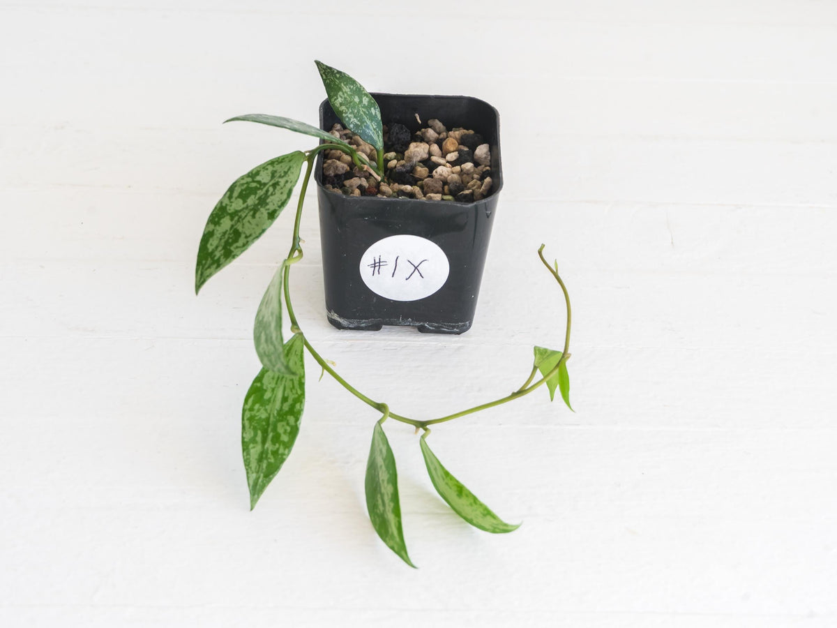 Hoya lacunosa 'Silver Lime' | 2-Inch