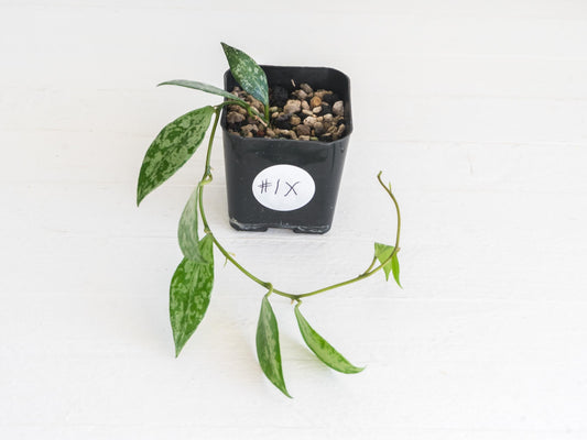 Hoya lacunosa 'Silver Lime' | 2-Inch