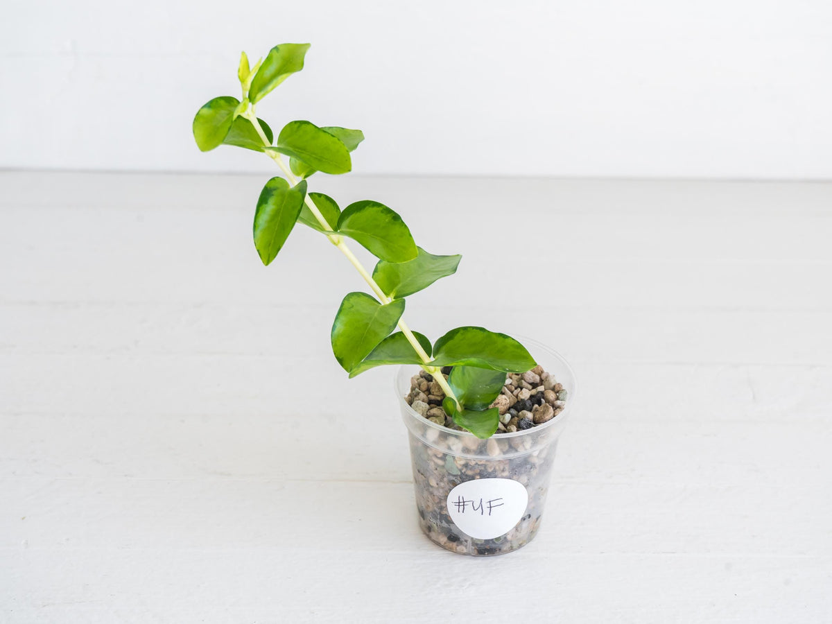Hoya cumingiana (Inner Variegated) | 2-Inch