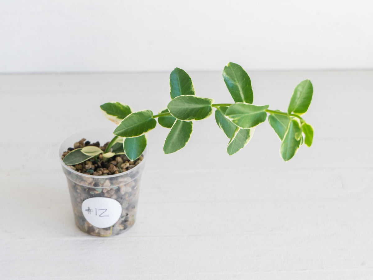 Hoya cumingiana (Albo | Outer Variegated) | 2-Inch