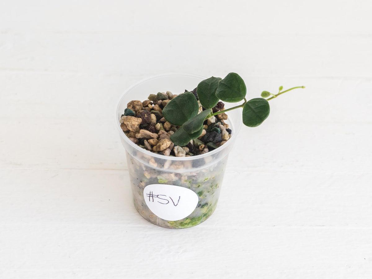 Hoya obcordata (aka nummularia) | 2-Inch