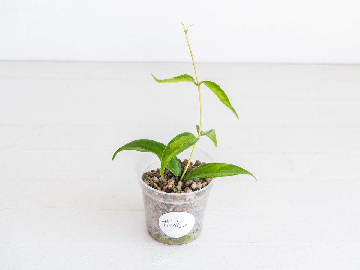 Hoya dennisii ‘Frida’ | 2-Inch
