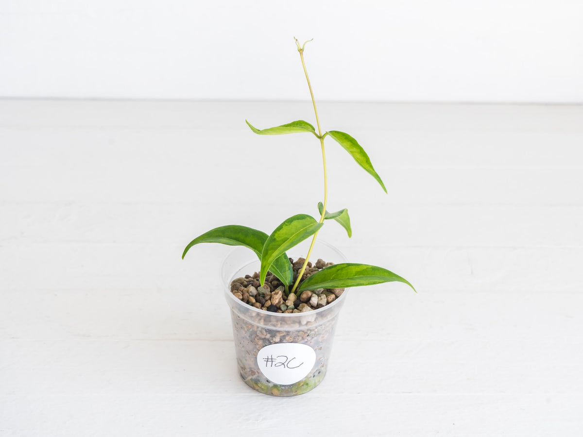 Hoya dennisii ‘Frida’ | 2-Inch