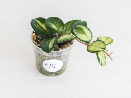 Hoya 'Mathilde' (Inner Variegated) | 2-Inch