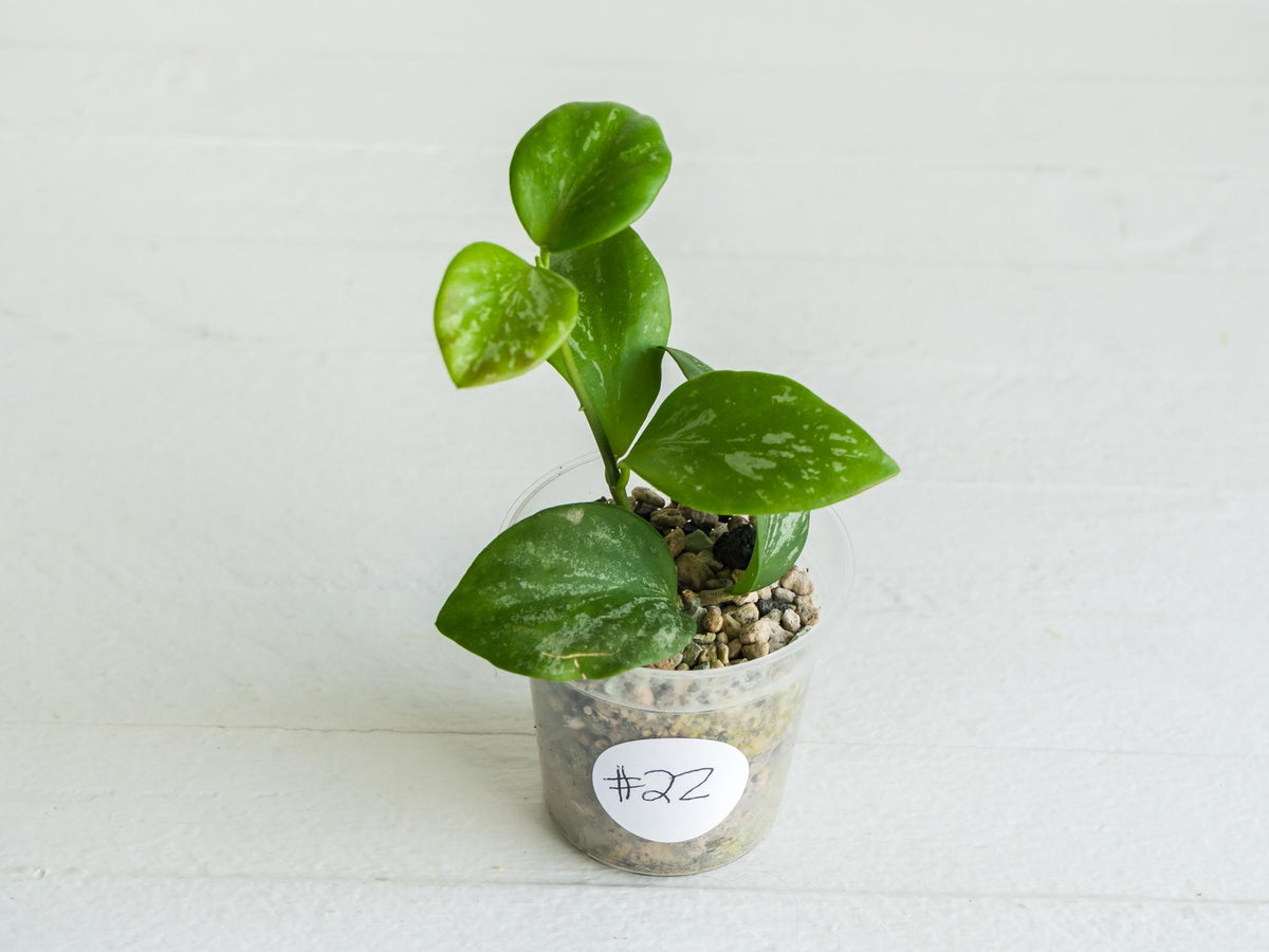 Hoya collina (IR-26) | 2-Inch