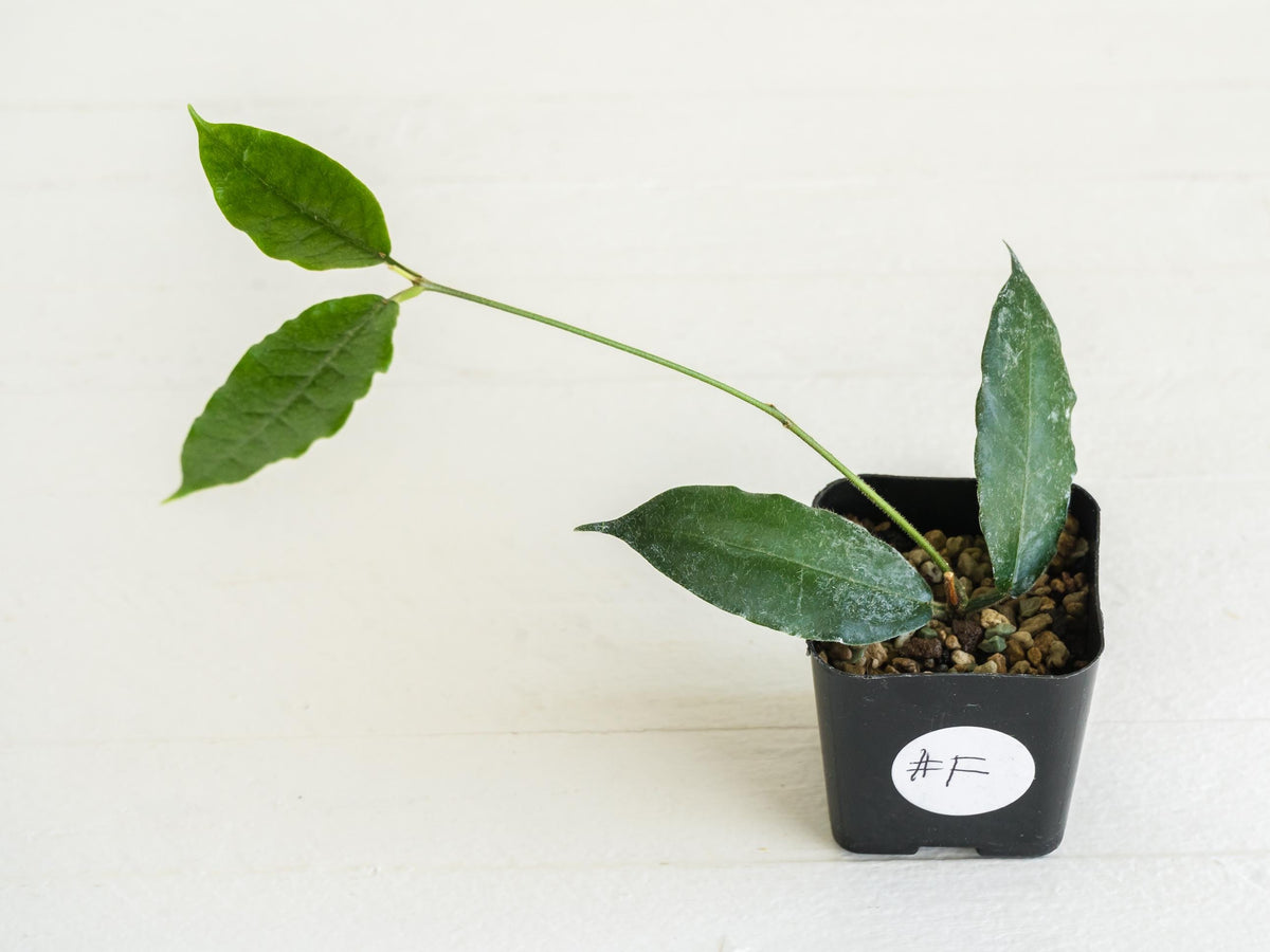 Hoya versteegii | 2-Inch