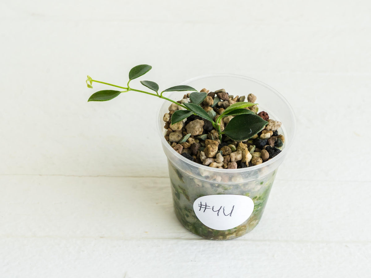 Hoya papua (PNG IM-08) | 2-Inch