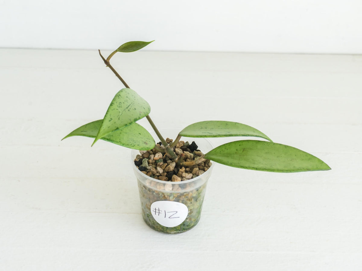 Hoya 'Snow Cui' (Silver) | 2-Inch