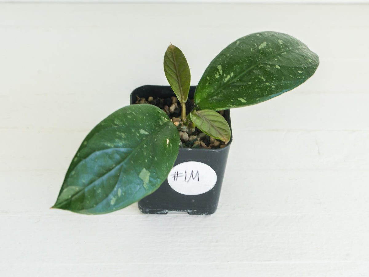Hoya Lai Chau Splash | 2-Inch