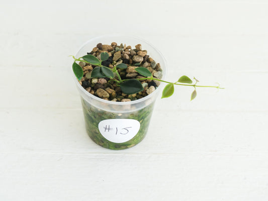 Hoya papua (PNG IM-08) | 2-Inch