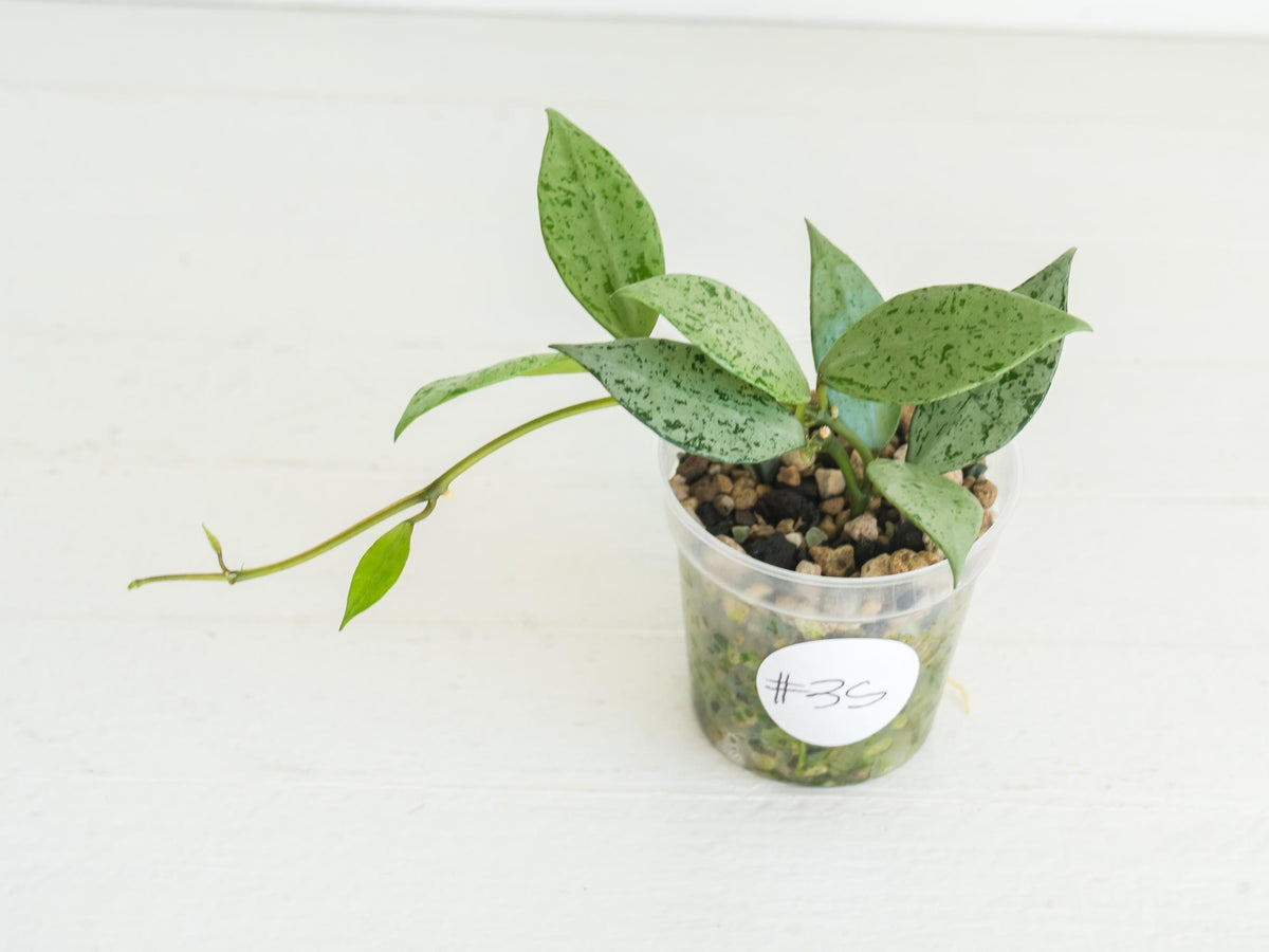 Hoya lacunosa 'Silver Lime' | 2-Inch